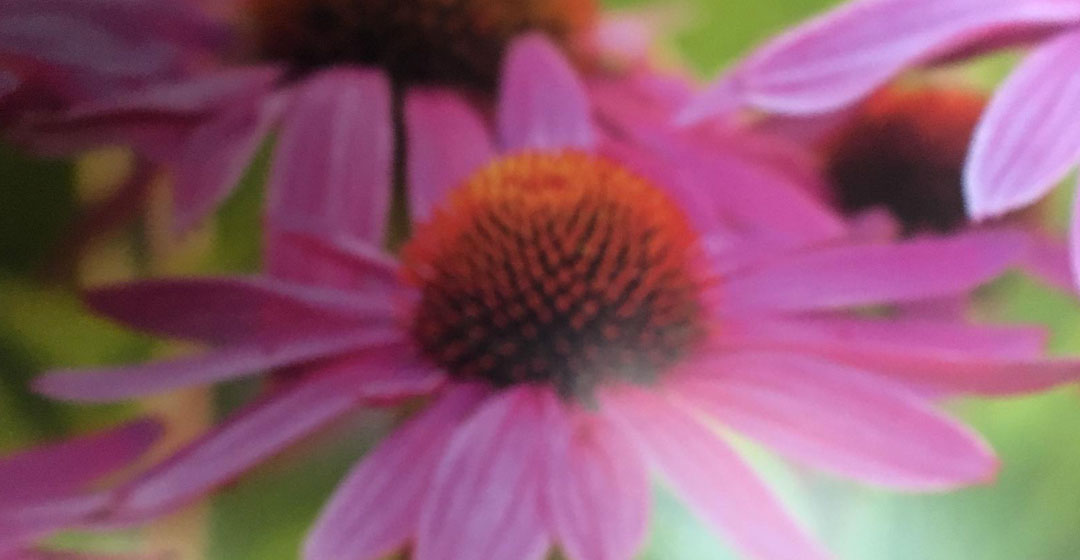 fiore